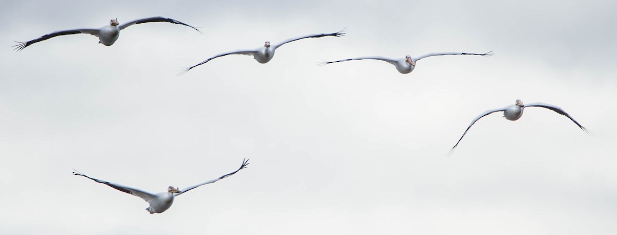 American White Pelican - Susan Fagan