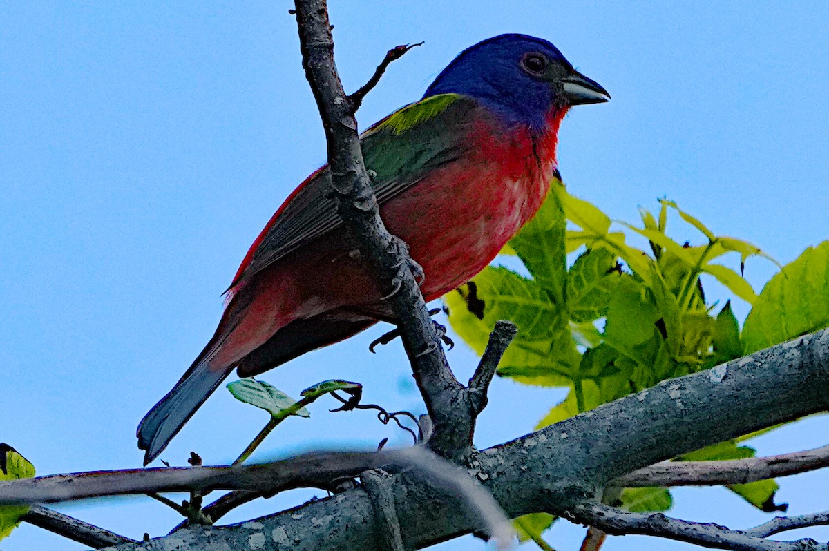 Painted Bunting - James Bourne