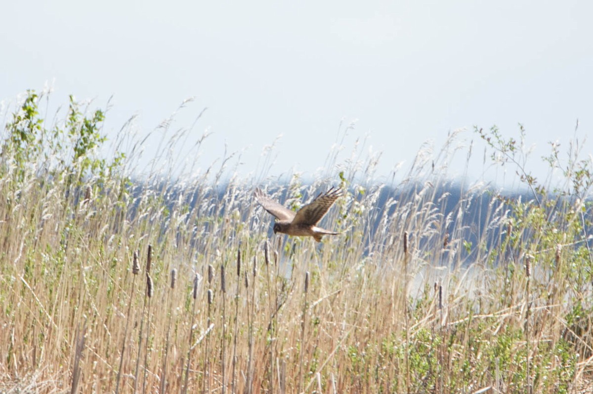 Northern Harrier - Susan Fagan