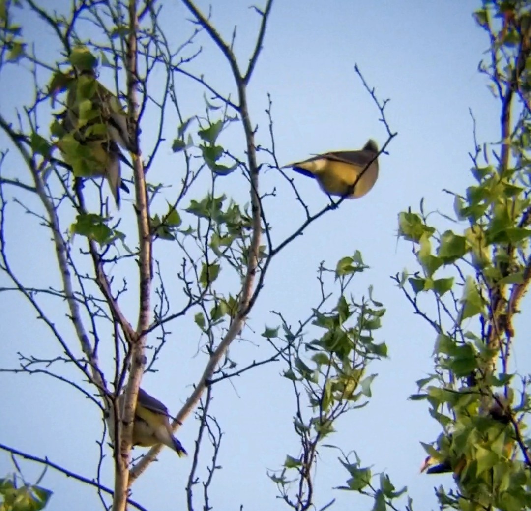 Cedar Waxwing - Jules Pellerin