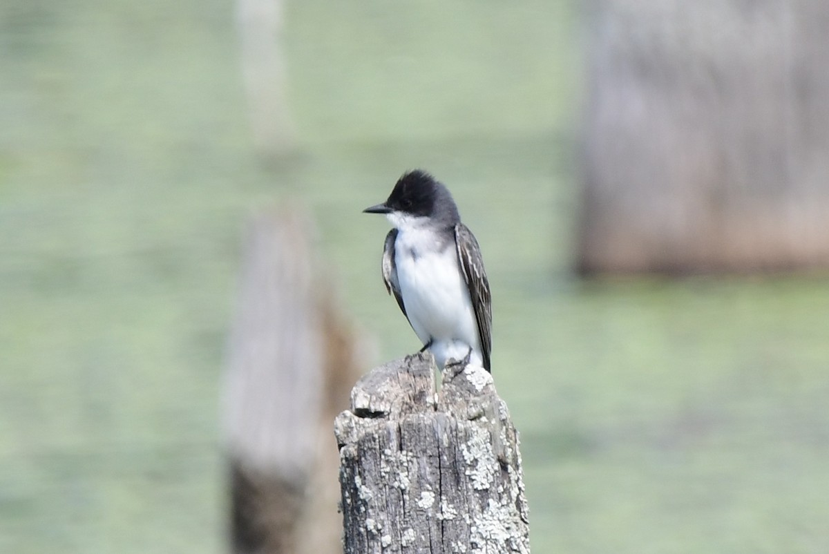 Eastern Kingbird - Michele Chartier