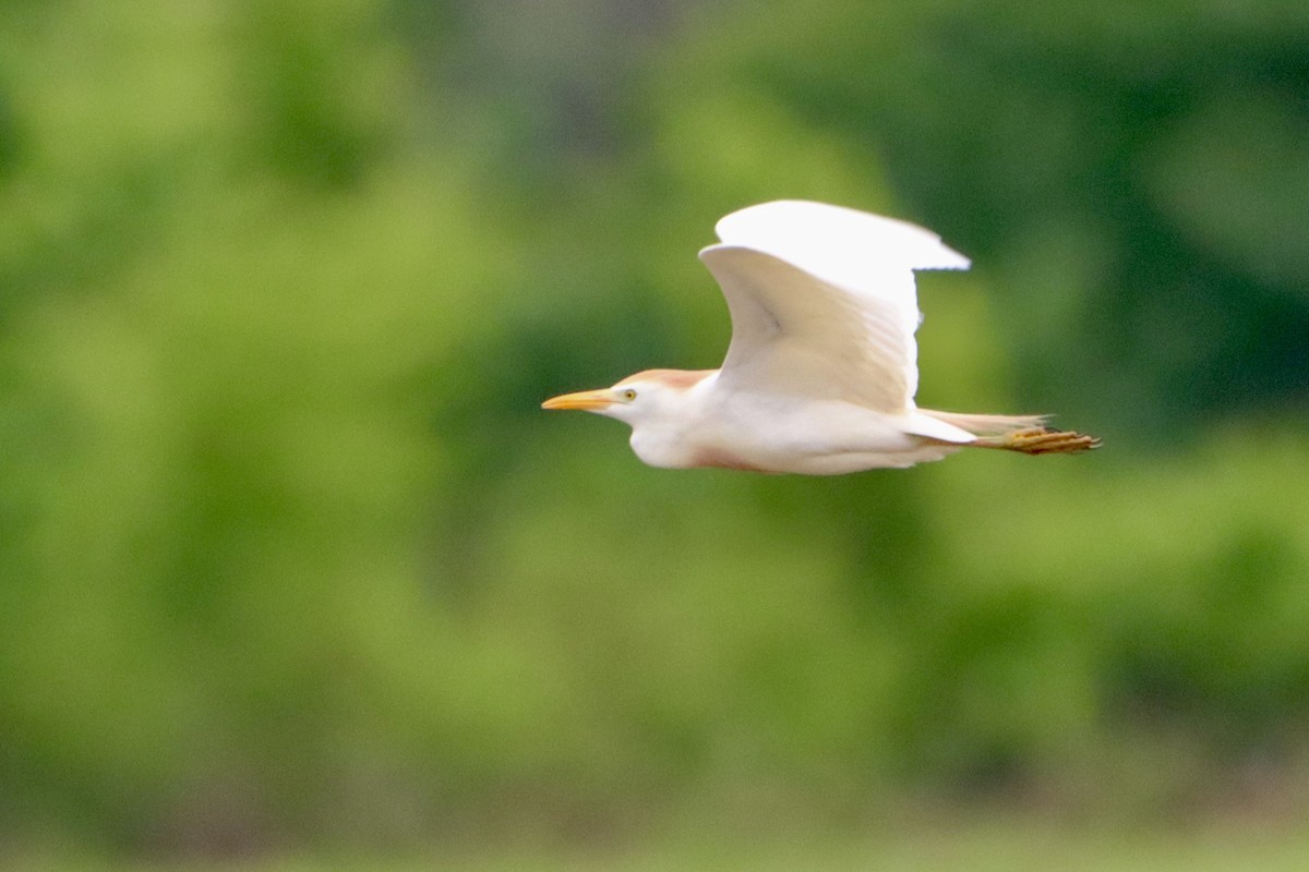 Western Cattle Egret - Jo VerMulm