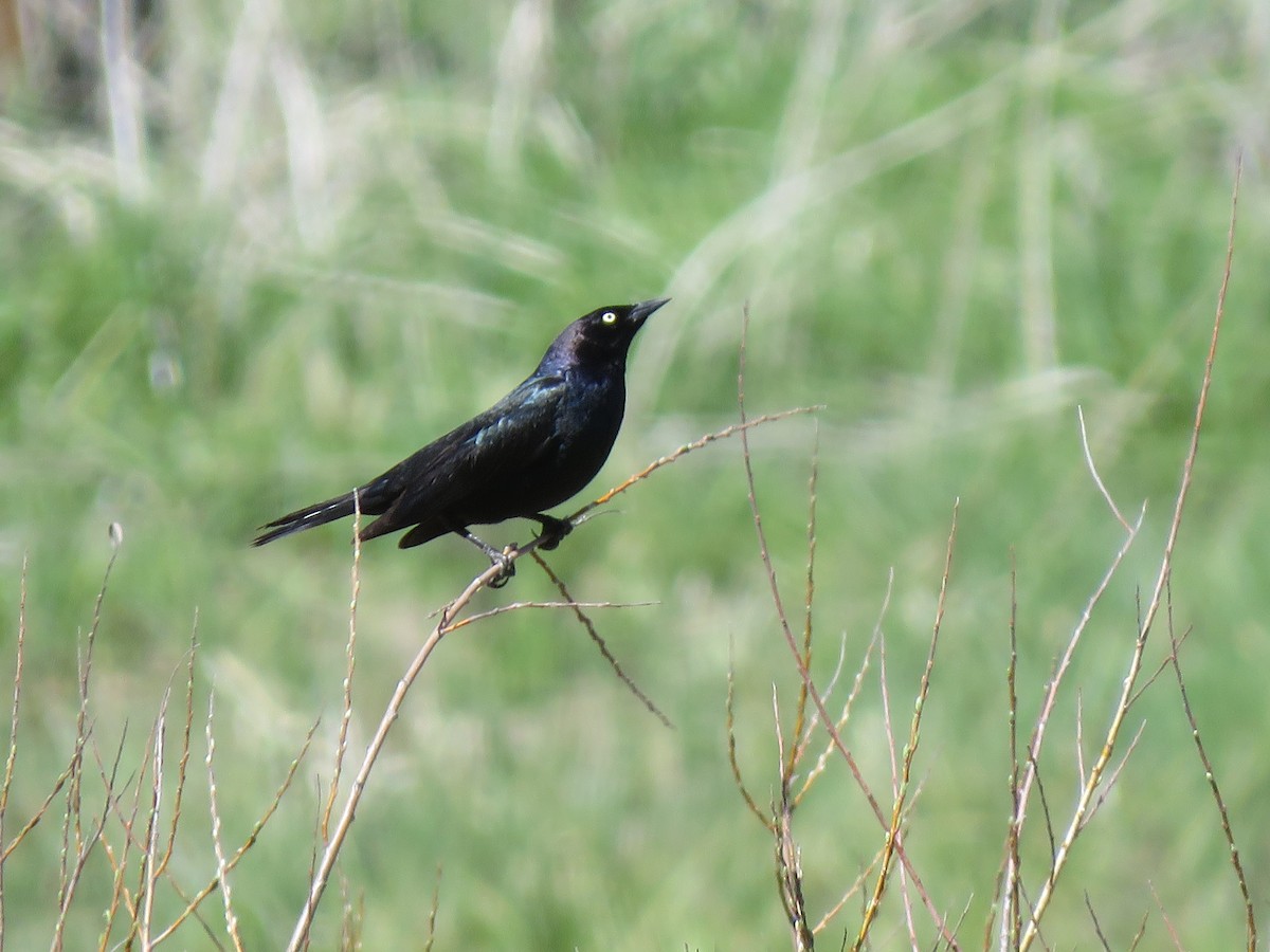 blackbird sp. - Kelly Aldridge