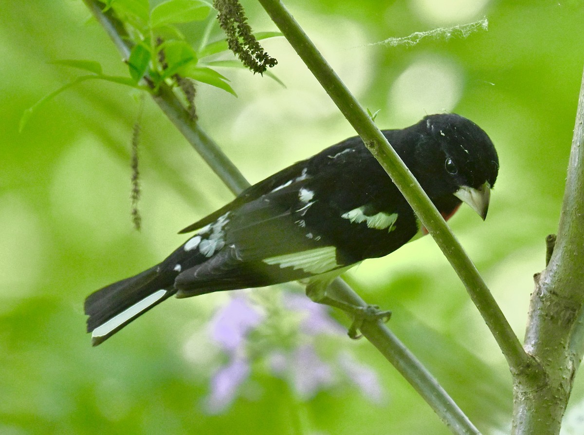 Rose-breasted Grosbeak - Nui Moreland