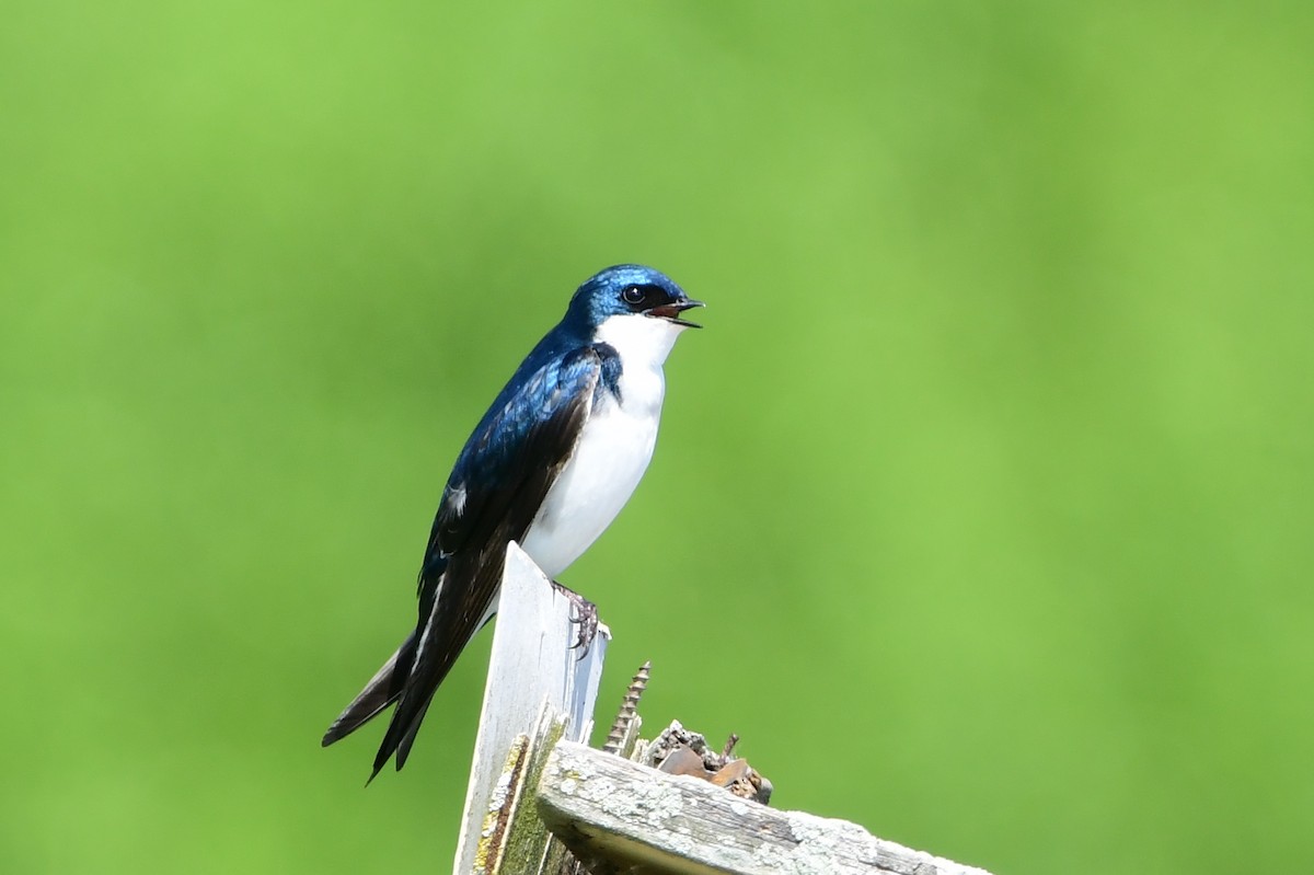 Tree Swallow - Michele Chartier