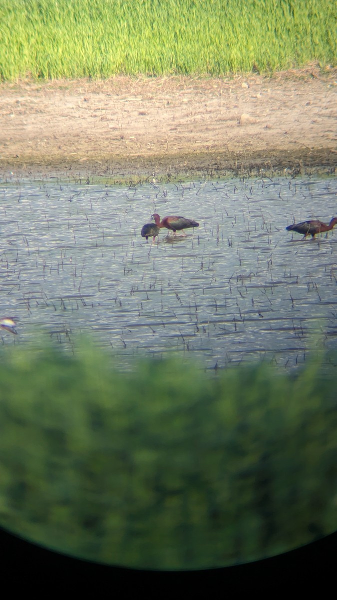 Glossy Ibis - ML619506046