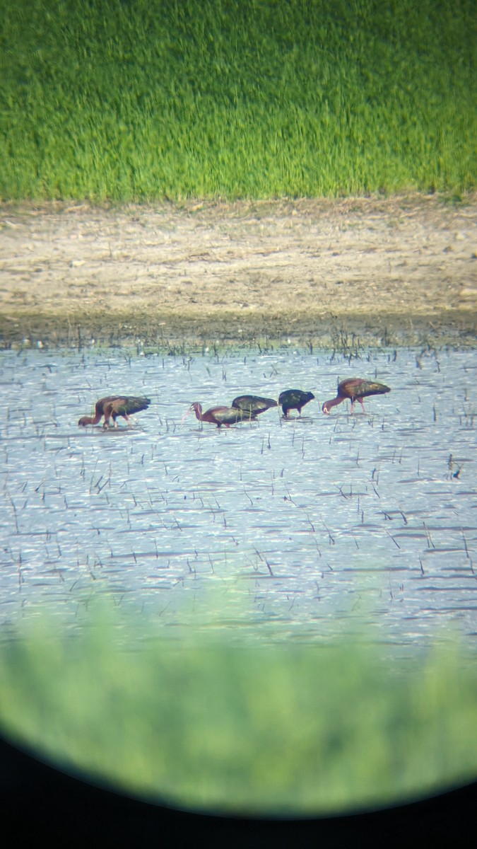 Glossy Ibis - ML619506049