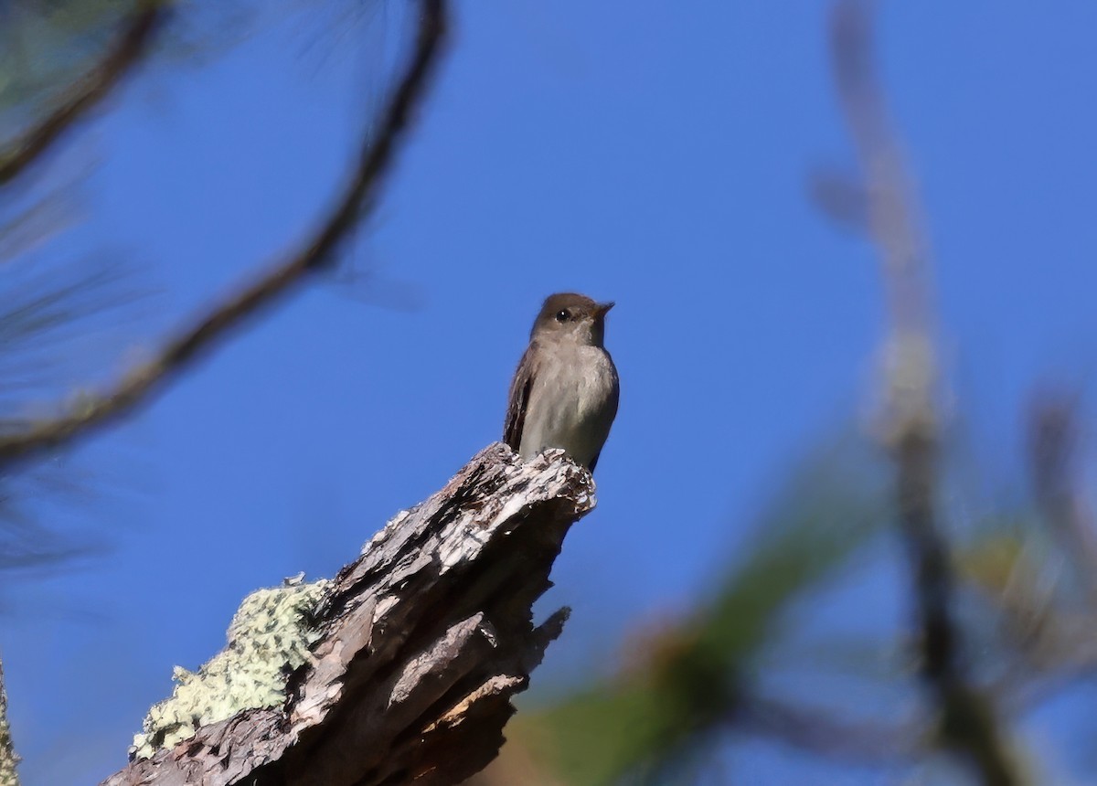 Western Wood-Pewee - Constance Vigno