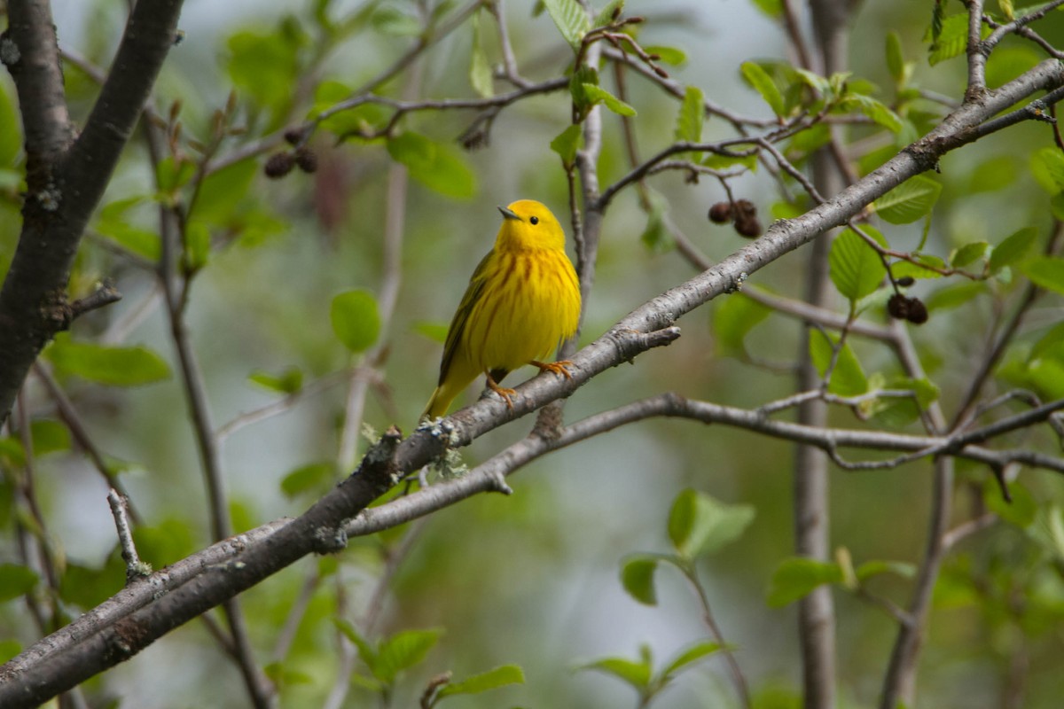 Yellow Warbler - Susan Fagan