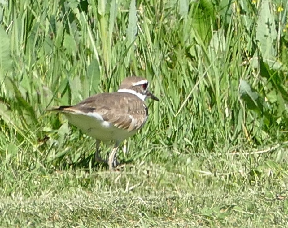 Killdeer - Diane Stinson