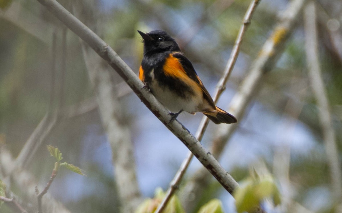 American Redstart - Susan Fagan