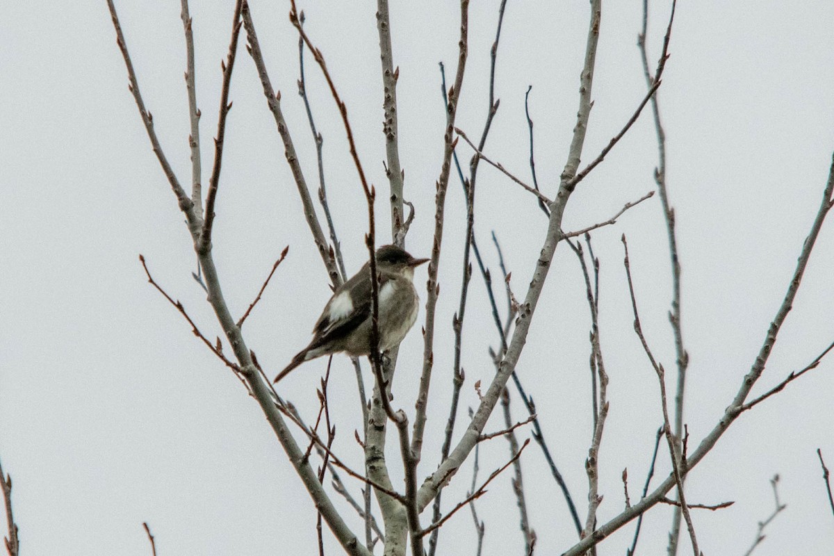 Olive-sided Flycatcher - Jean-Daniel Fiset