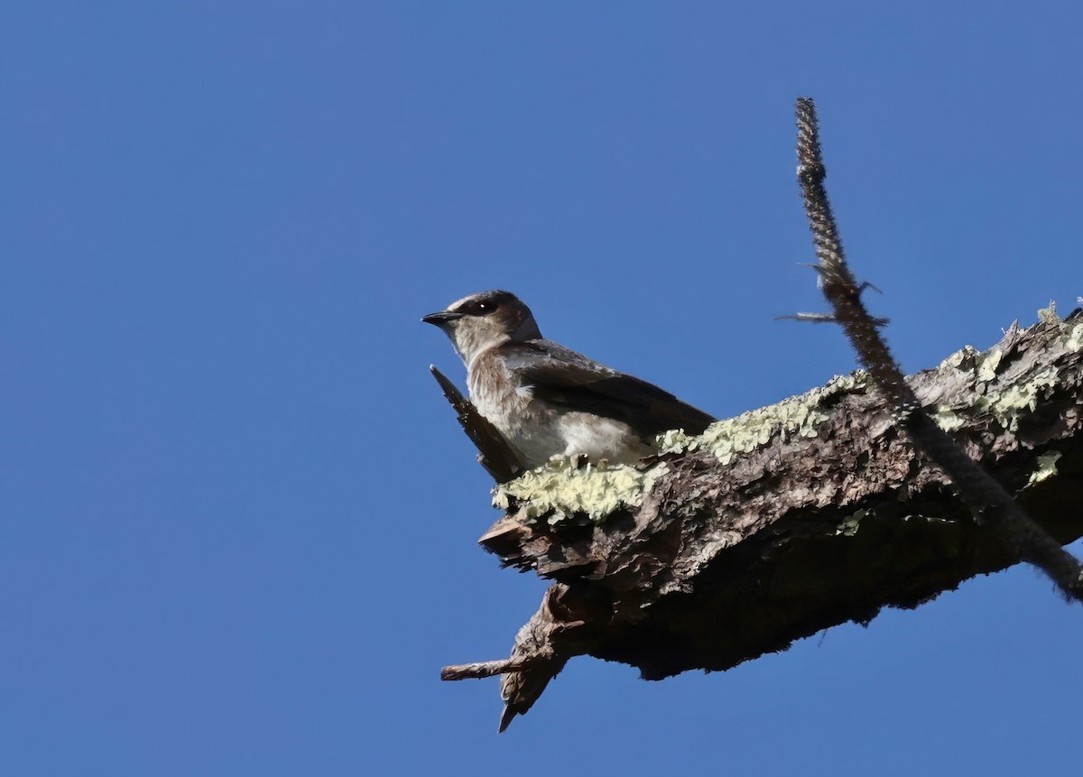 Purple Martin - Constance Vigno