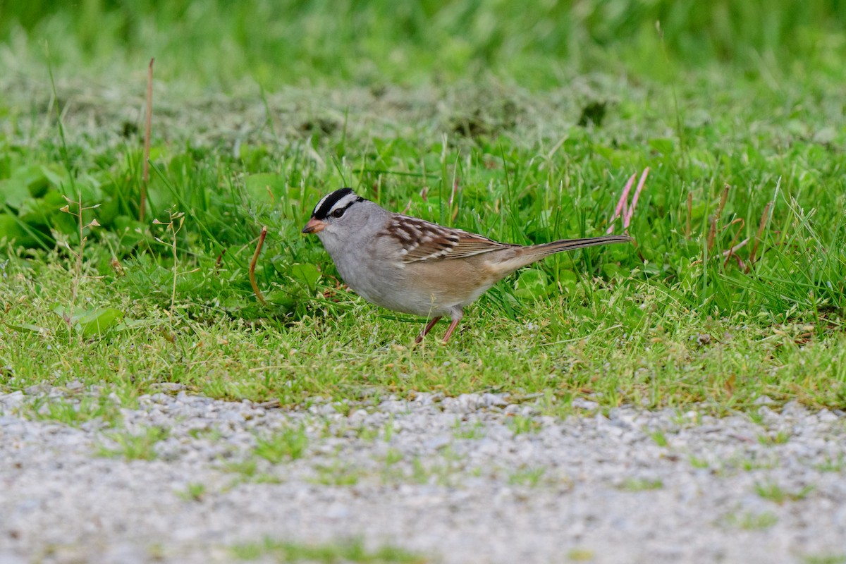 White-crowned Sparrow - ML619506069