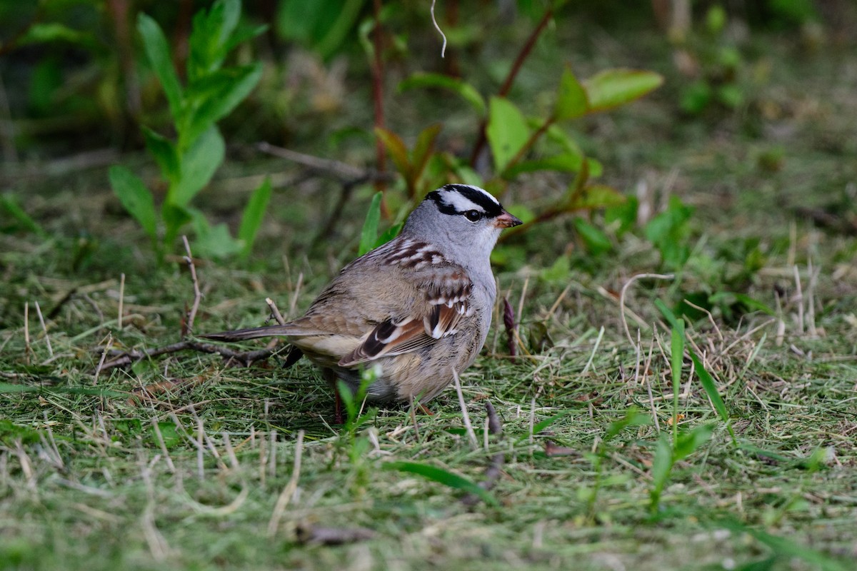 White-crowned Sparrow - ML619506070