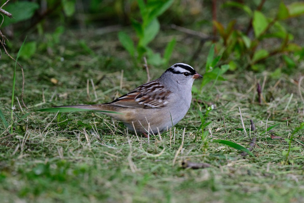 Bruant à couronne blanche - ML619506072