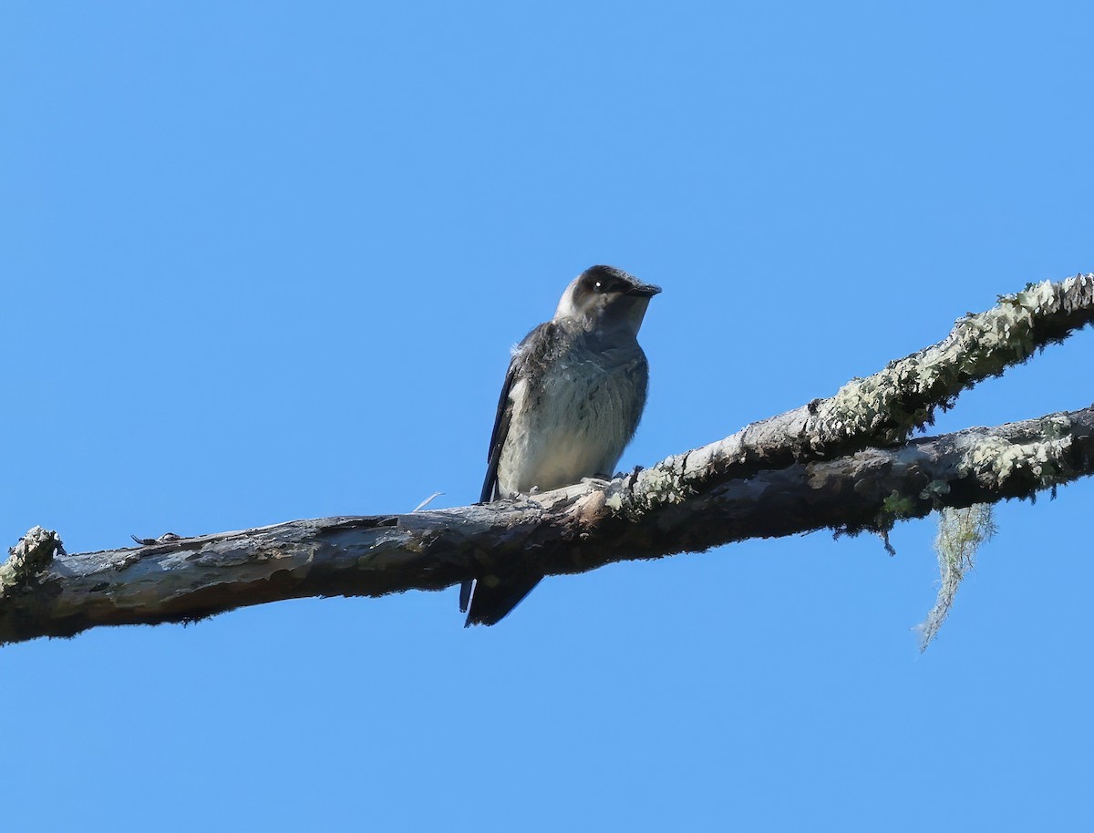 Purple Martin - Constance Vigno