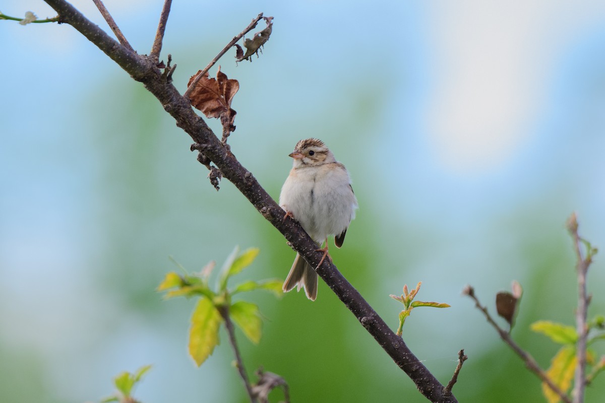 Clay-colored Sparrow - John Kuenzli