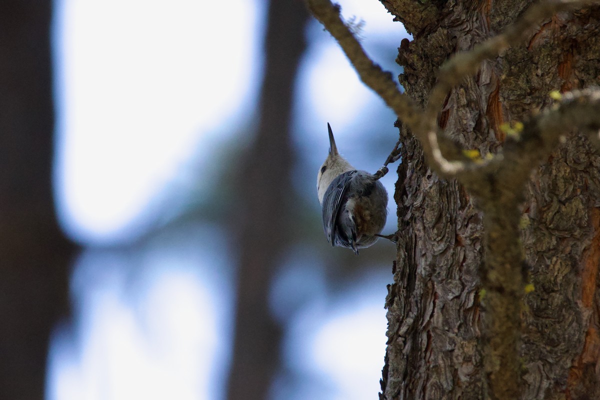 White-breasted Nuthatch - Anonymous