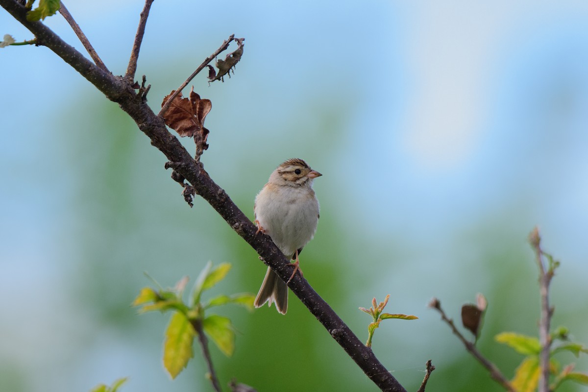 Clay-colored Sparrow - John Kuenzli