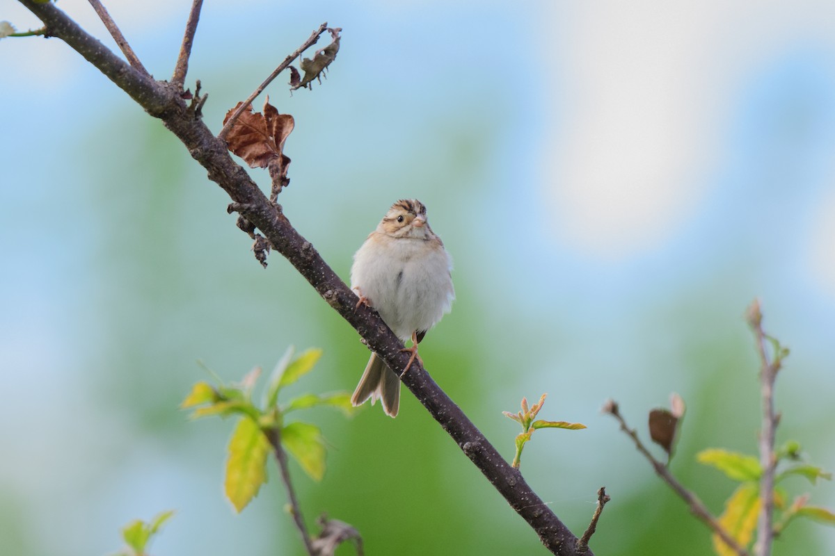 Clay-colored Sparrow - John Kuenzli