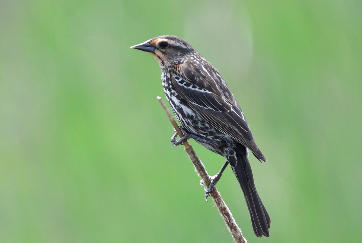 Red-winged Blackbird - Michele Chartier