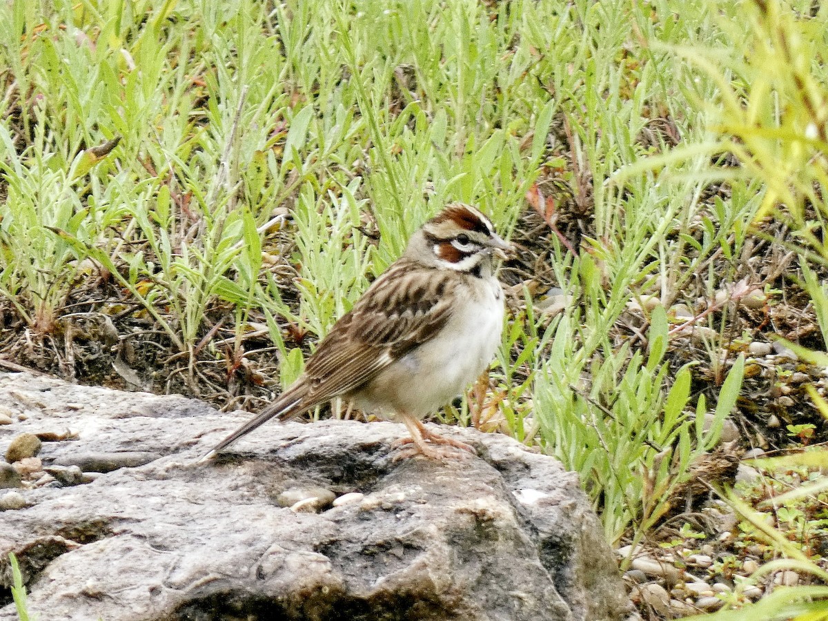 Lark Sparrow - ML619506089