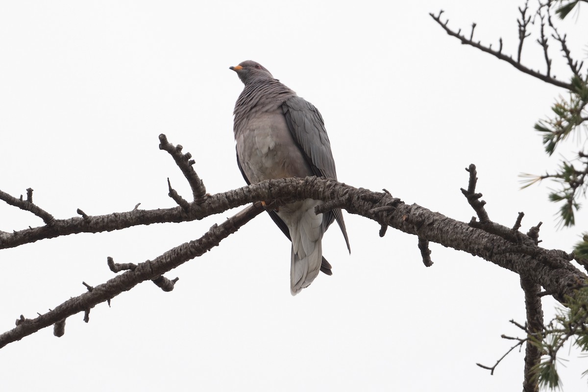 Band-tailed Pigeon - Cynthia  Case