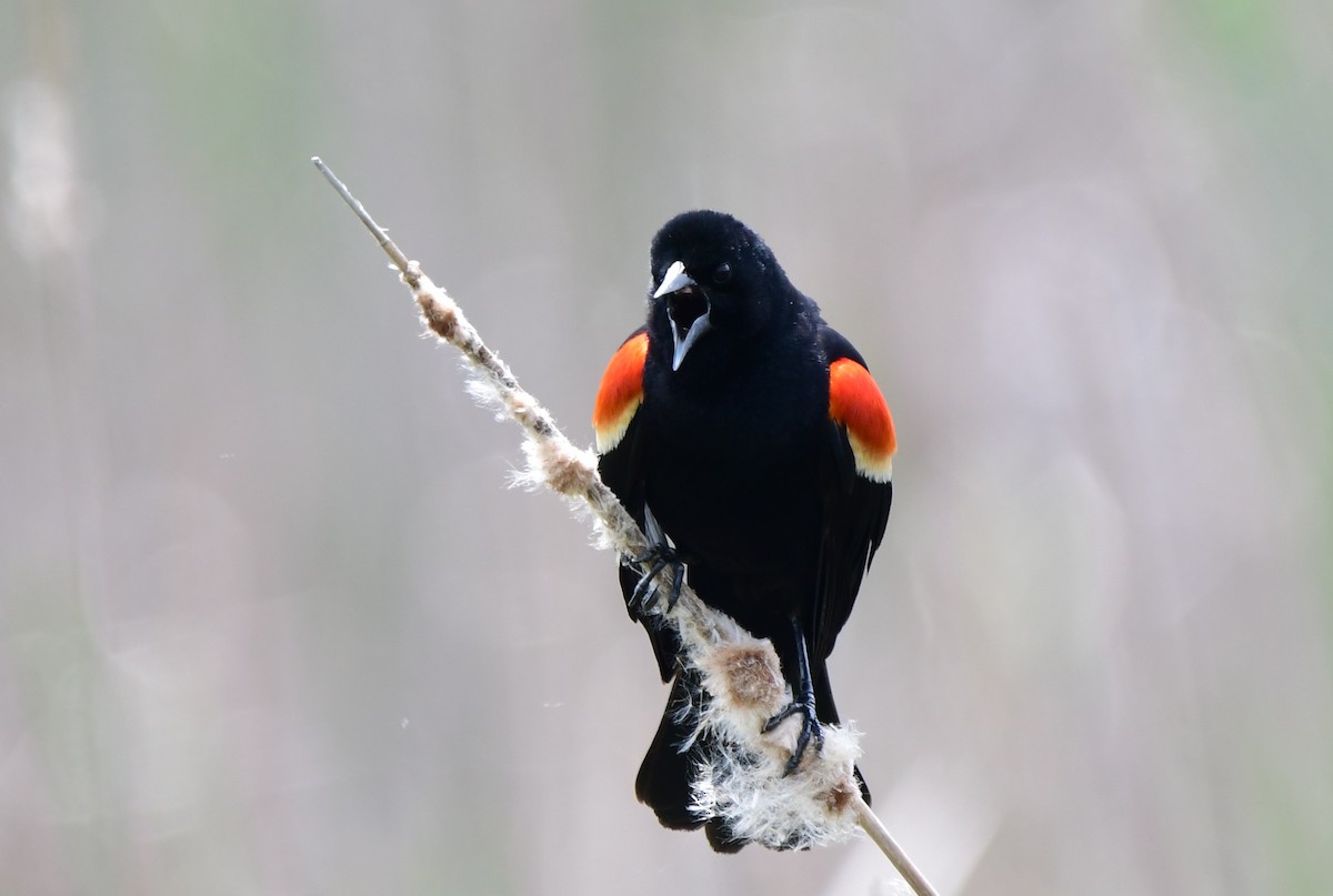 Red-winged Blackbird - Michele Chartier