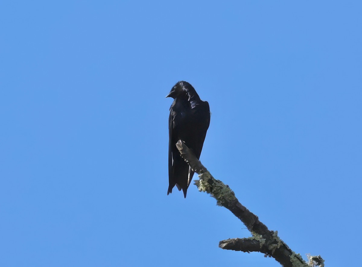 Purple Martin - Constance Vigno