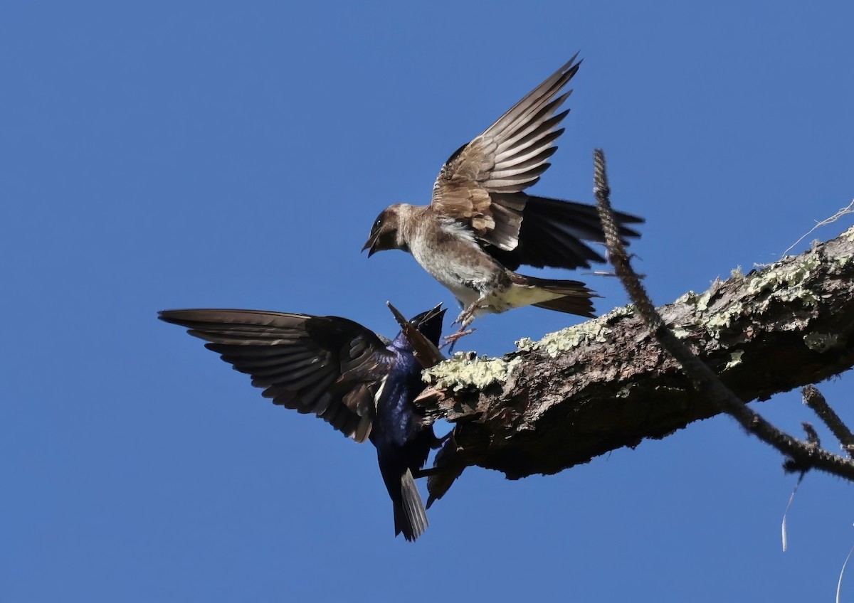 Purple Martin - Constance Vigno