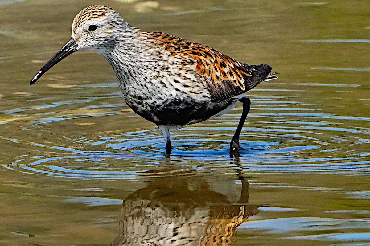 Dunlin - James Bourne