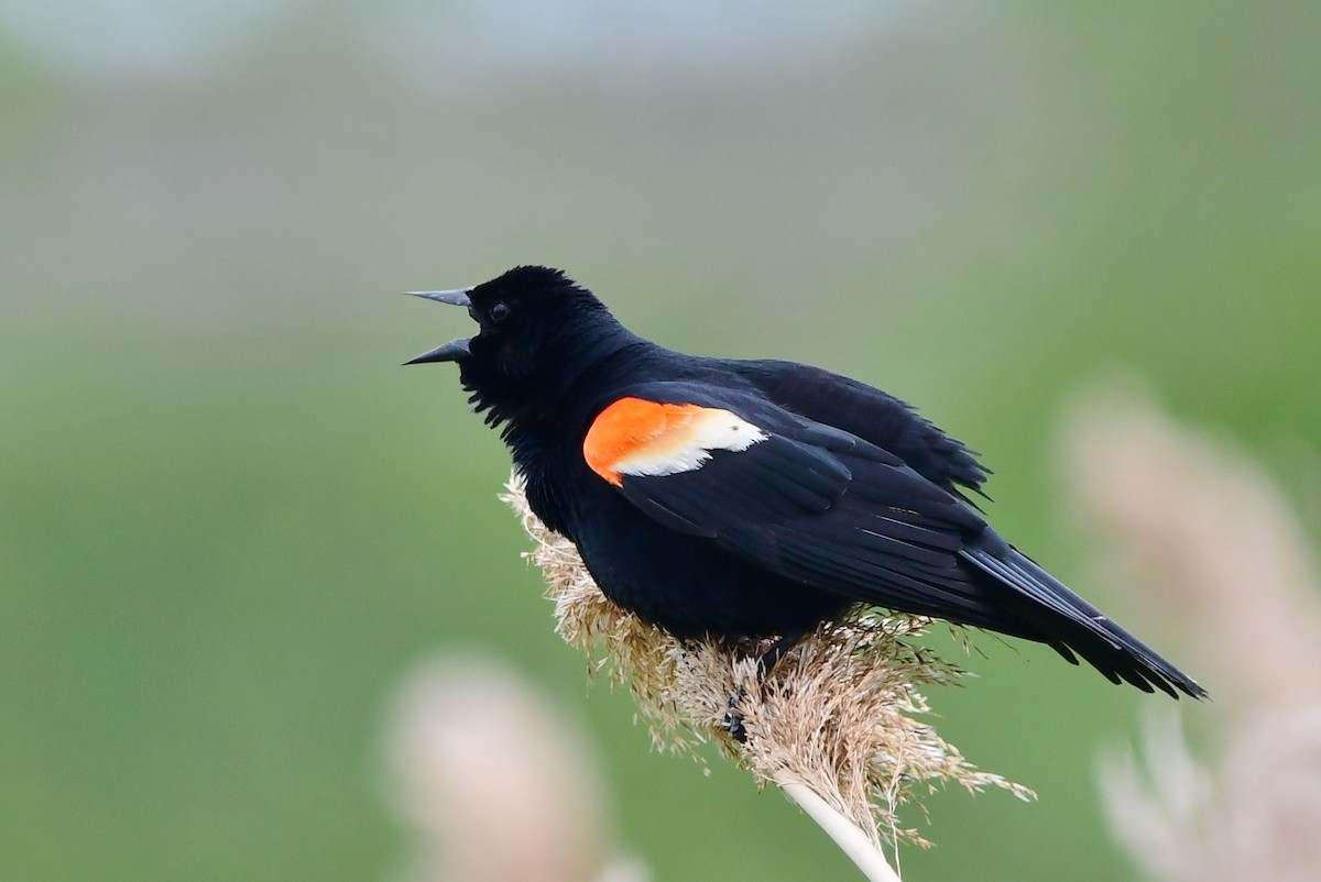 Red-winged Blackbird - Michele Chartier