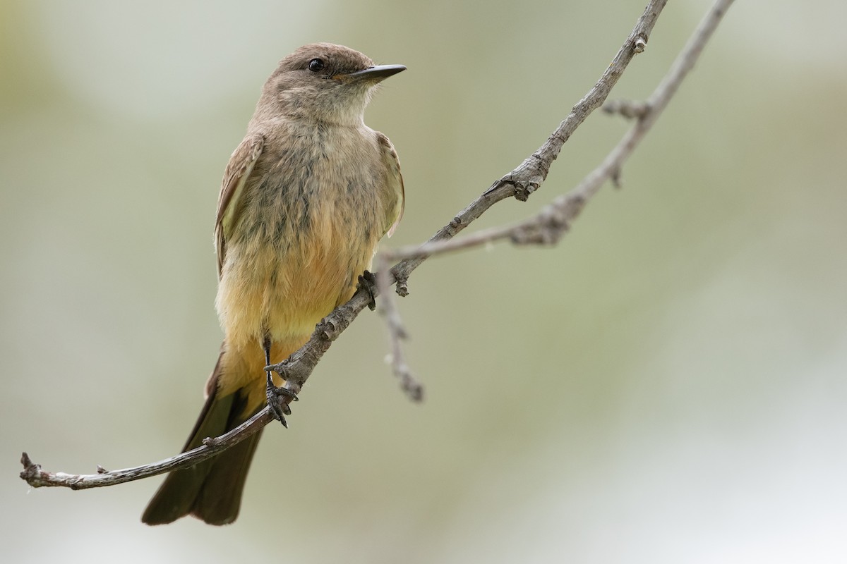 Say's Phoebe - Cynthia  Case