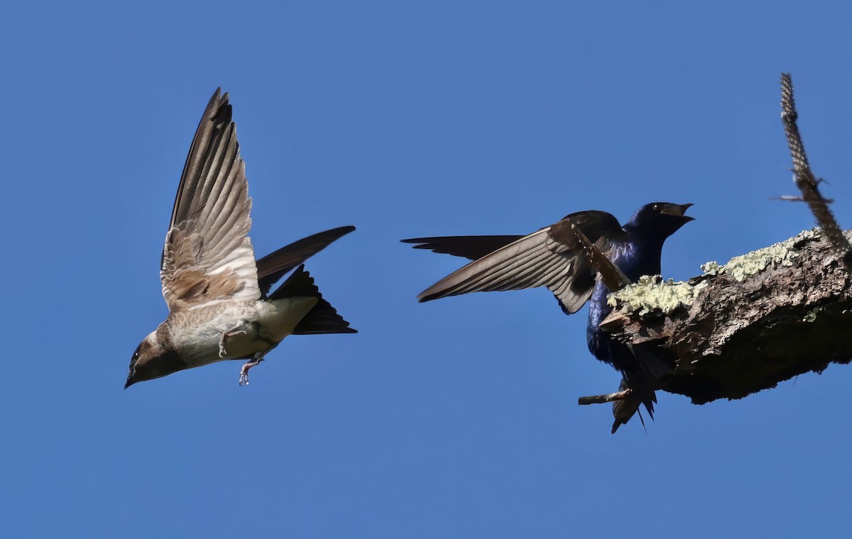 Purple Martin - Constance Vigno