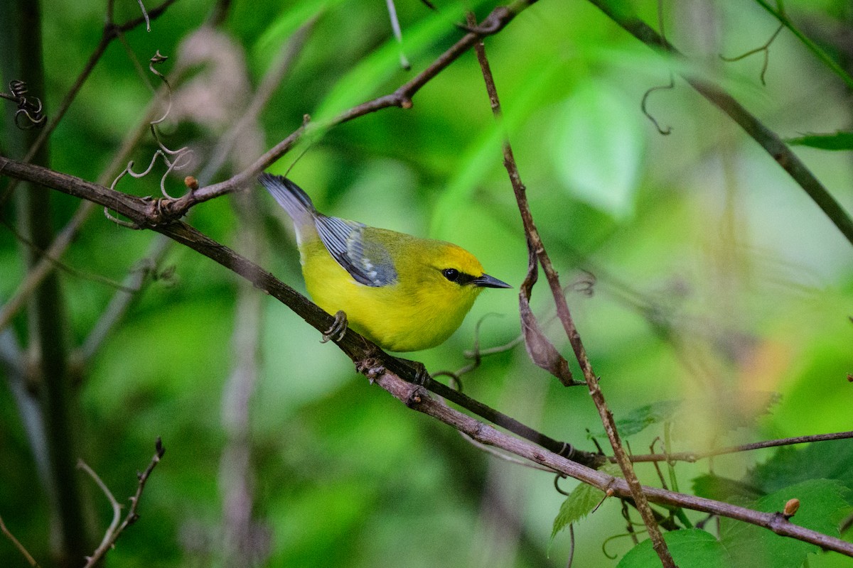 Blue-winged Warbler - John Kuenzli