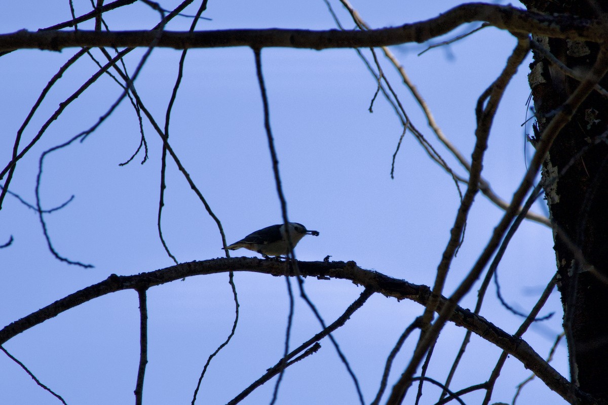 White-breasted Nuthatch - Anonymous