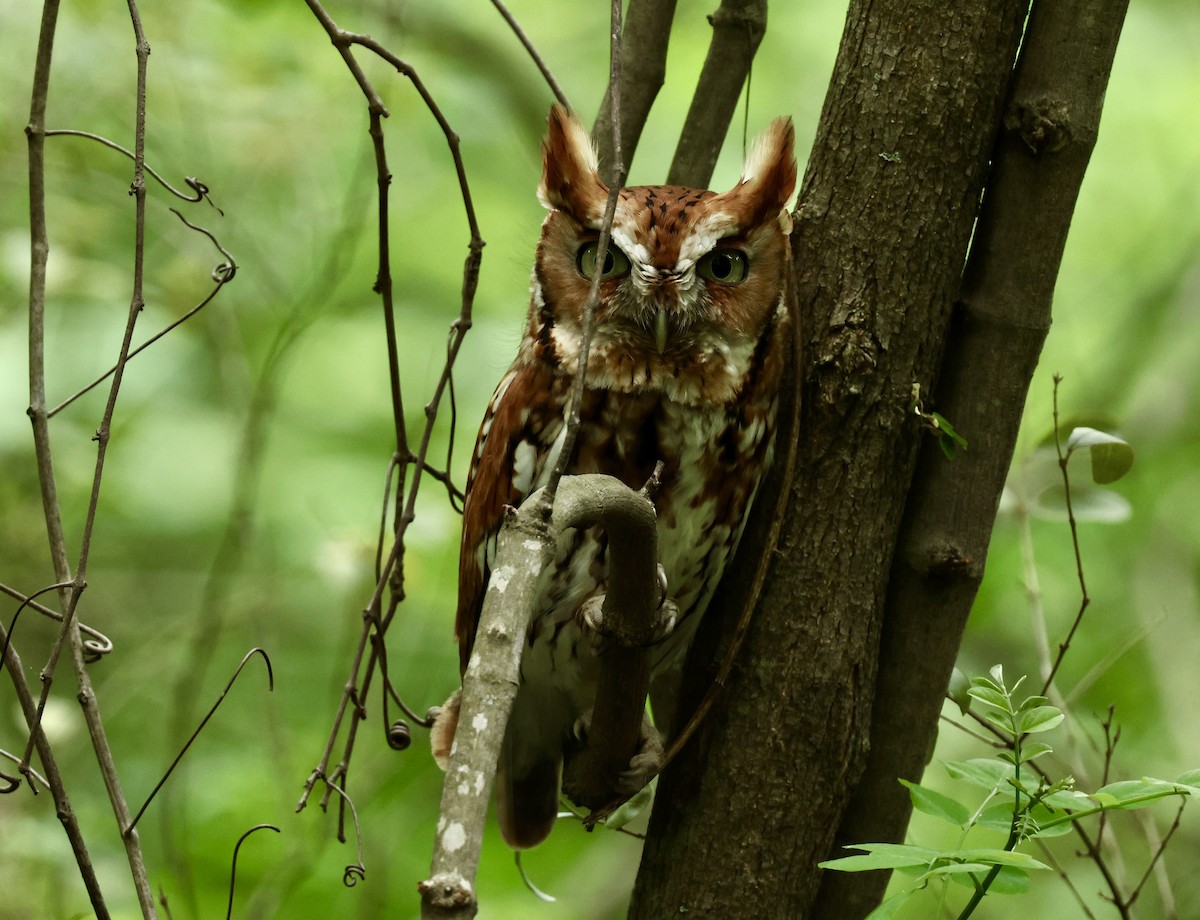 Eastern Screech-Owl - Grace Simms  🐦‍⬛