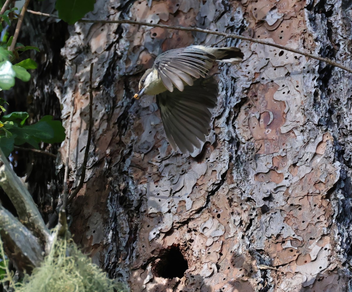 Pygmy Nuthatch - Constance Vigno