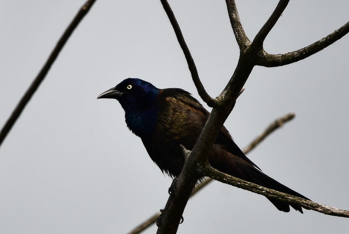 Common Grackle - Michele Chartier