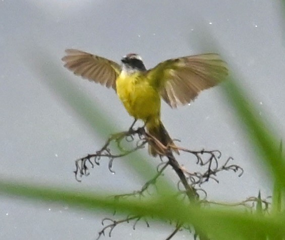 Social Flycatcher - Nancy Blaze