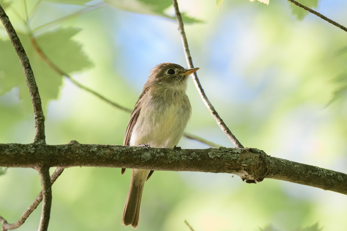 Least Flycatcher - John Kuenzli