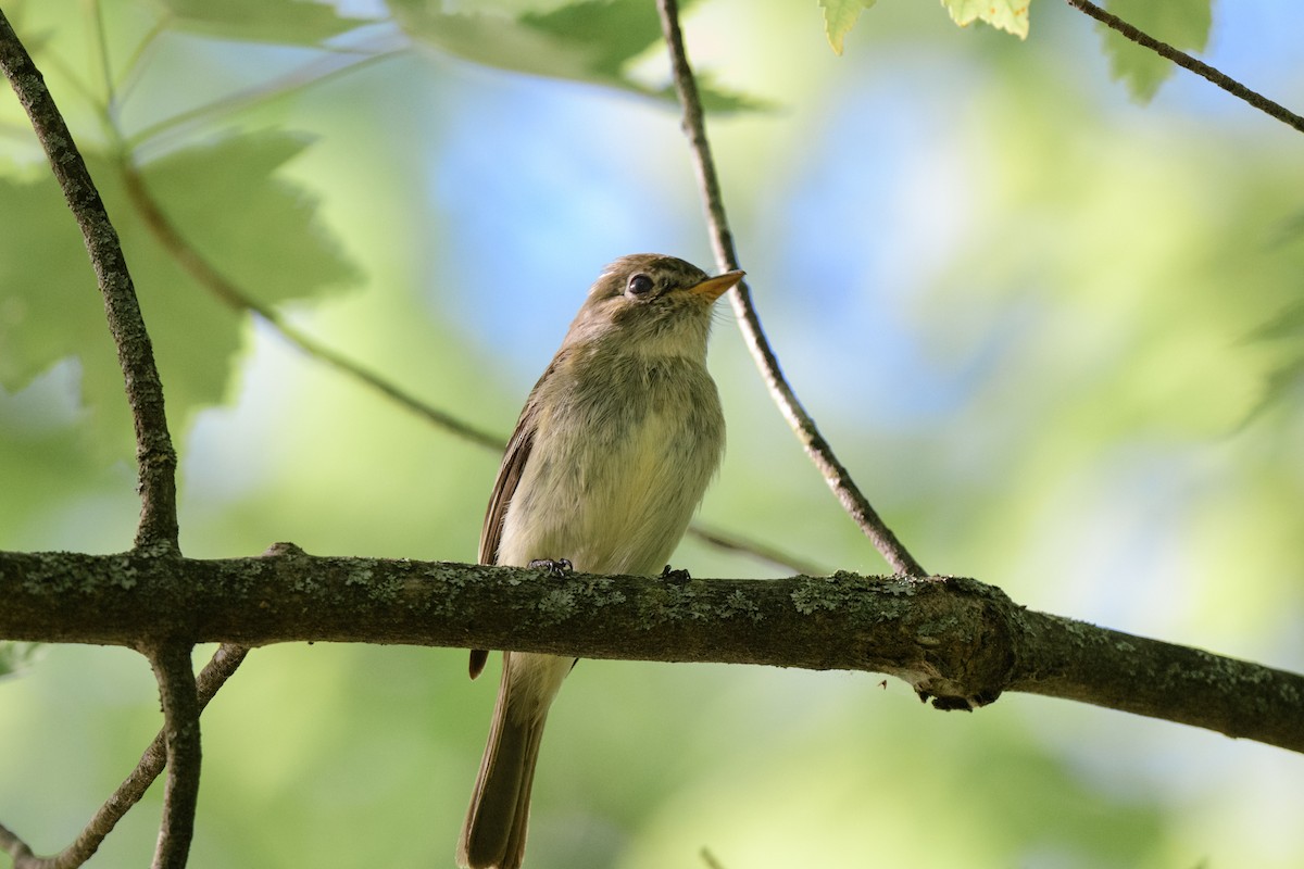 Least Flycatcher - John Kuenzli