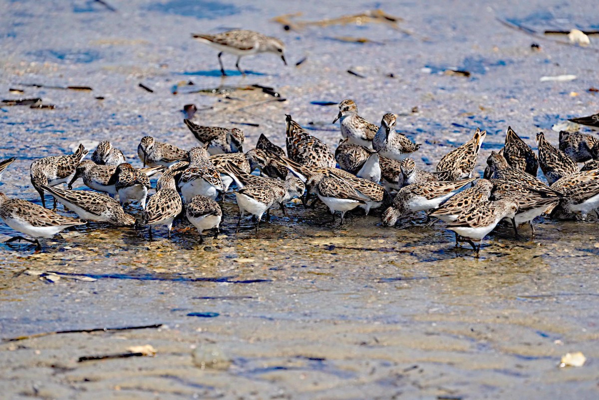 Semipalmated Sandpiper - James Bourne