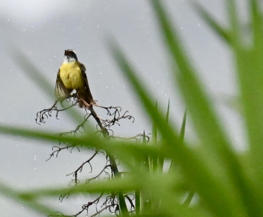 Social Flycatcher - Nancy Blaze