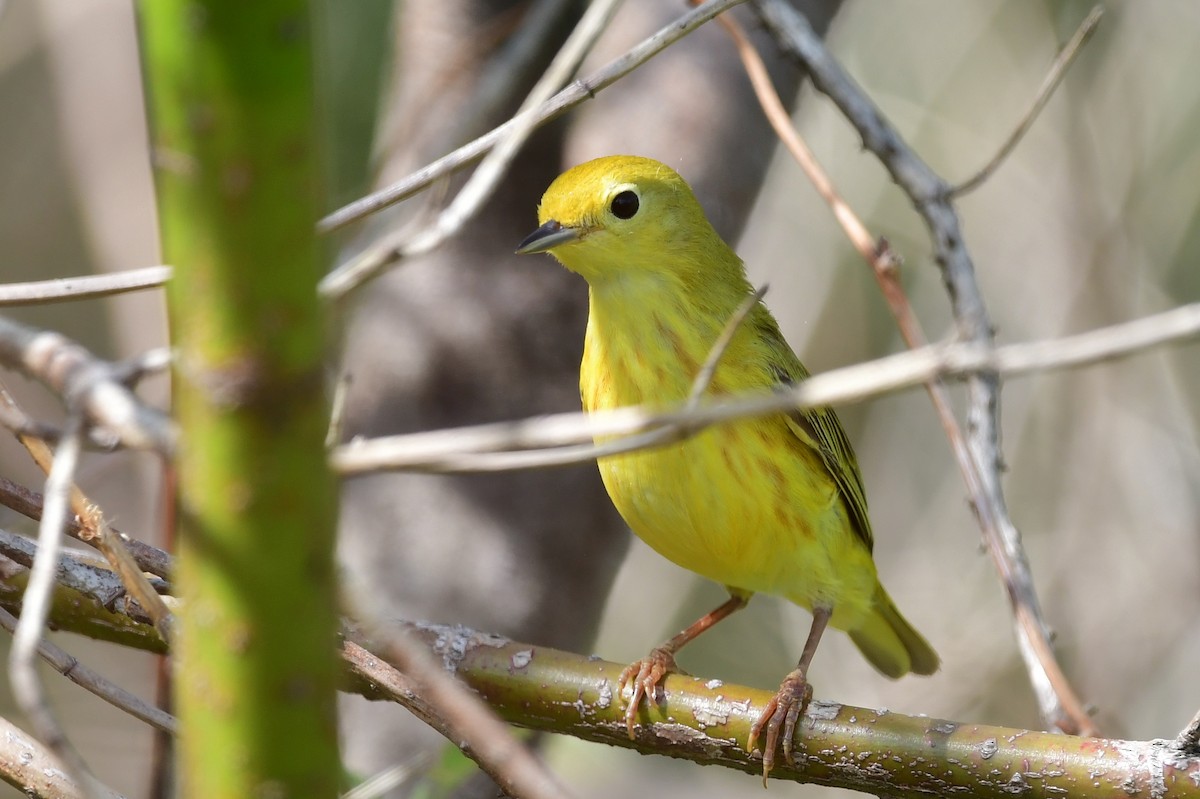 Yellow Warbler - Michele Chartier