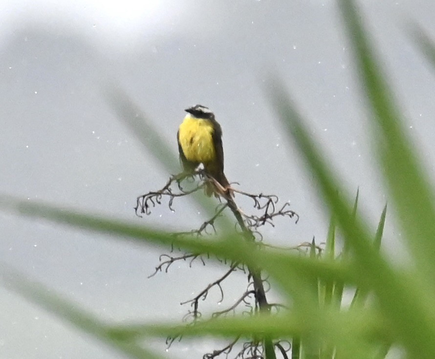 Social Flycatcher - Nancy Blaze