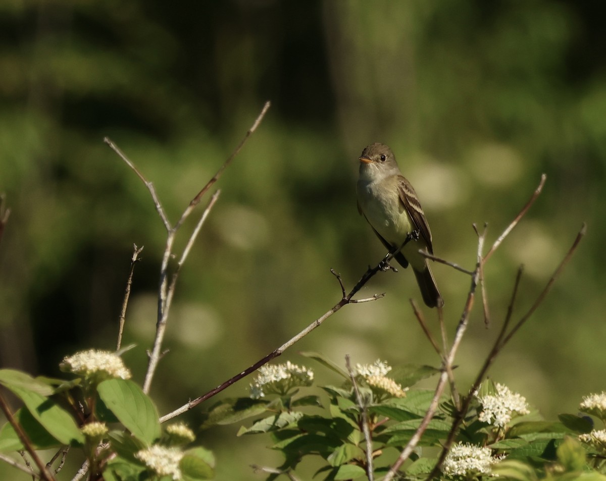 Willow Flycatcher - Graham Dudley