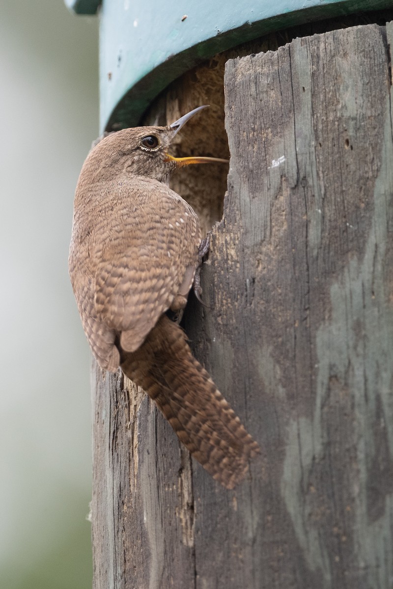 House Wren - Cynthia  Case