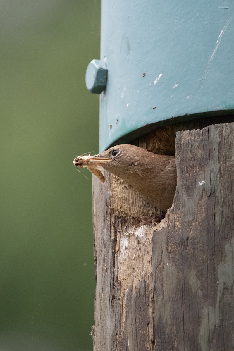 House Wren - Cynthia  Case